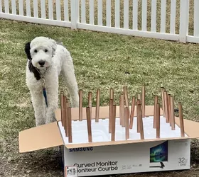 the best way to restore outdoor solar pathway lights, Our dog Bentley standing beside a box of styrofoam with light poles sticking out and ready for spray painting